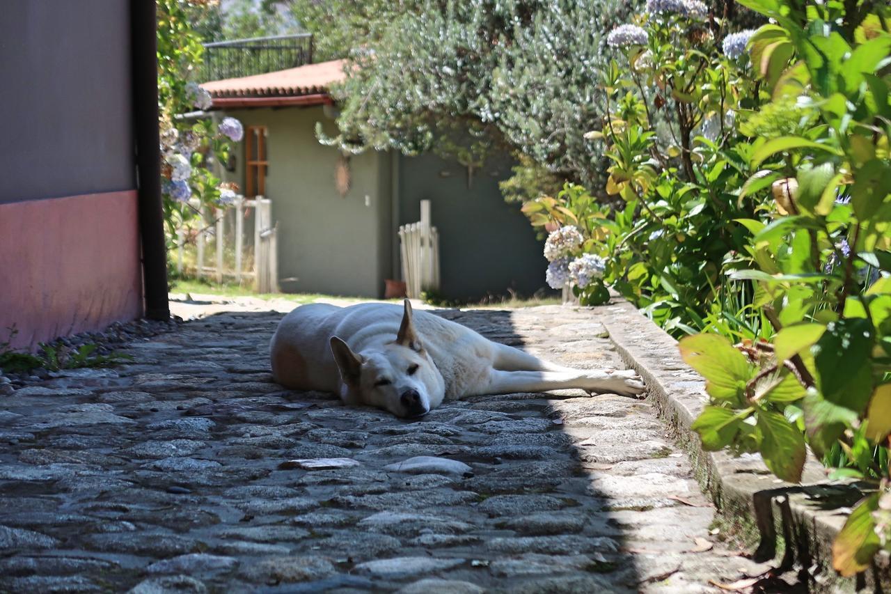 The Lazy Dog Inn A Mountain Lodge Уарас Екстер'єр фото